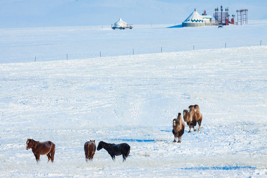 冬季草原雪原骆驼骏马