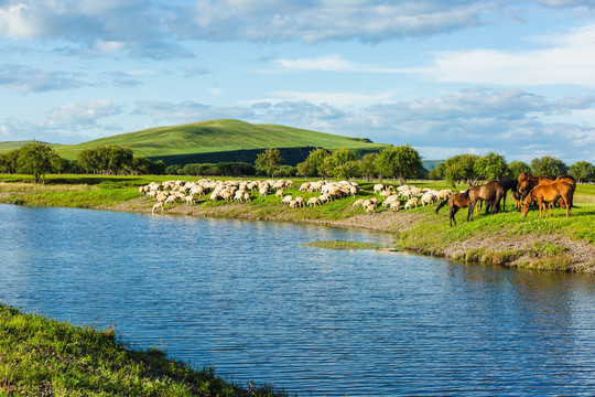 夏季草原河流河边羊群马群