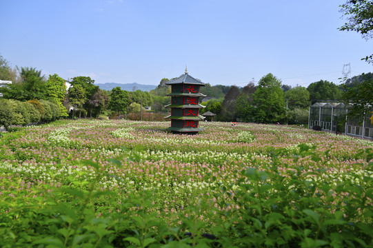 浪漫的醉蝶花