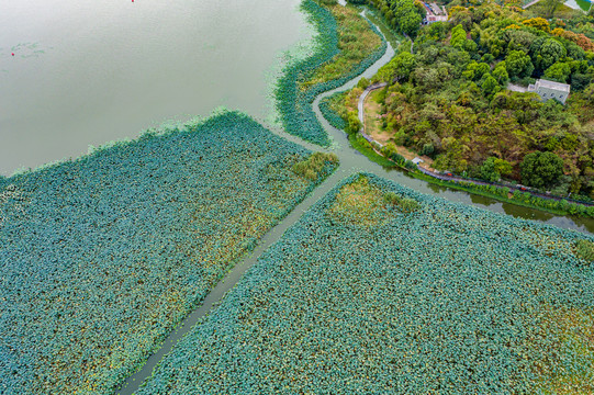 航拍湖北武汉月湖风景区荷塘