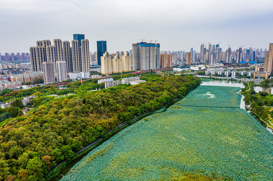 航拍湖北武汉月湖风景区荷塘