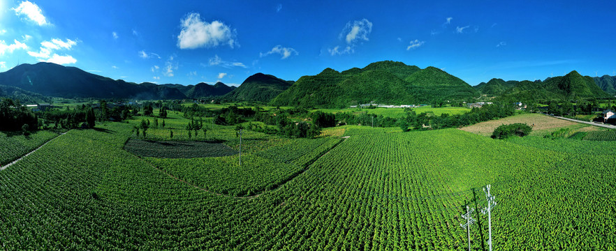 烤烟基地