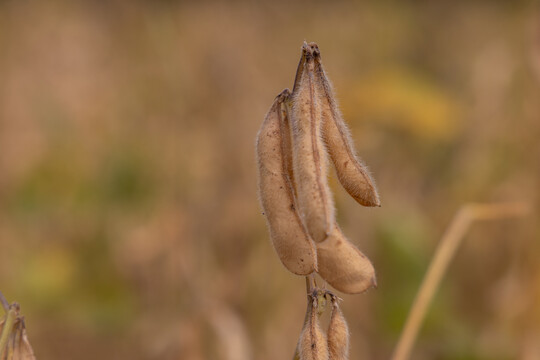 大豆种植