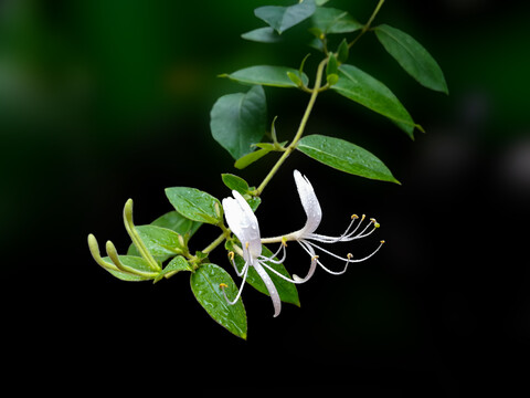 金银花