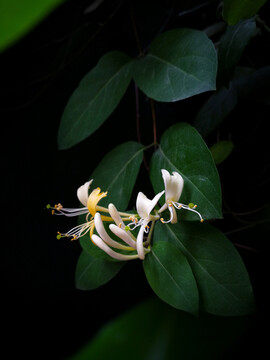 金银花
