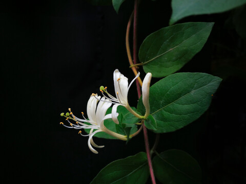 金银花