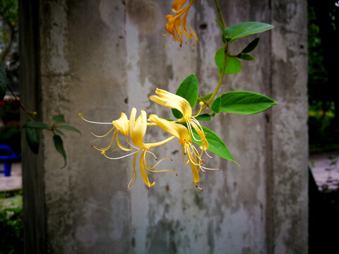 金银花