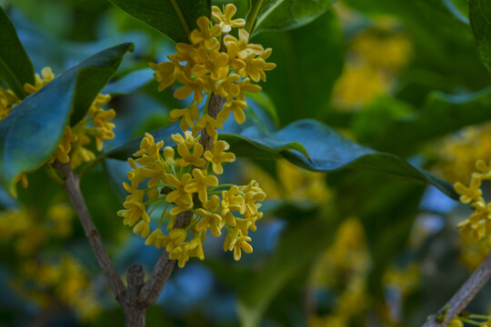 桂花