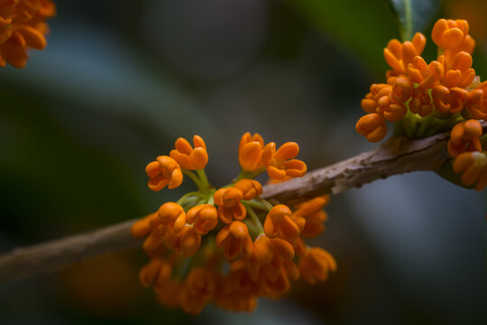 桂花