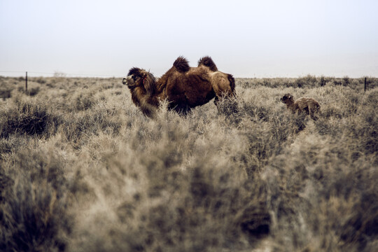 戈壁骆驼