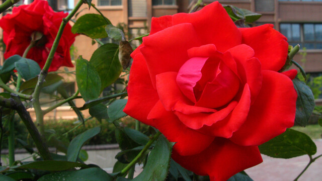 月季花