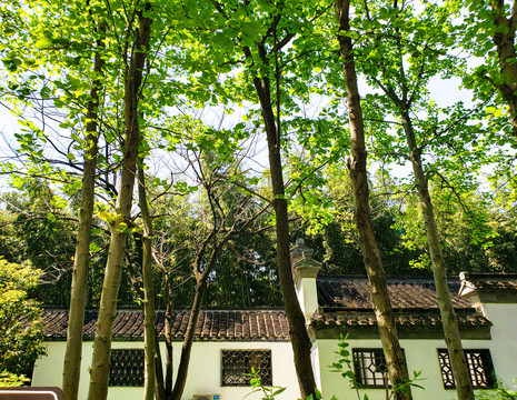 绿树掩映的灰瓦白墙古建筑