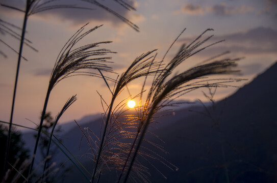 日落夕阳下的芦苇