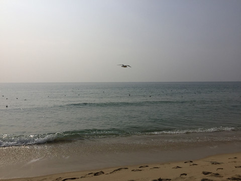 海边海鸥