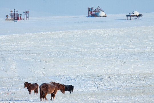 冬季草原牧场蒙古包马群