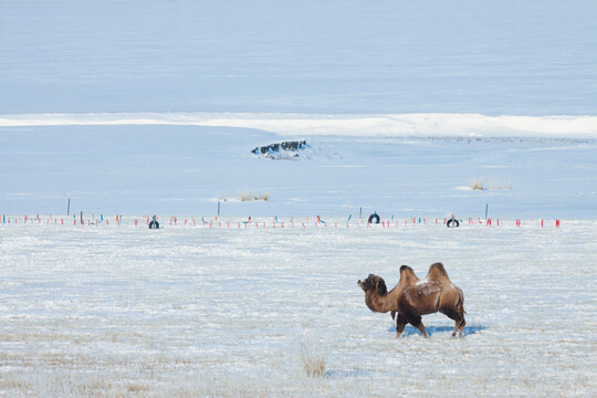 冬季雪原骆驼