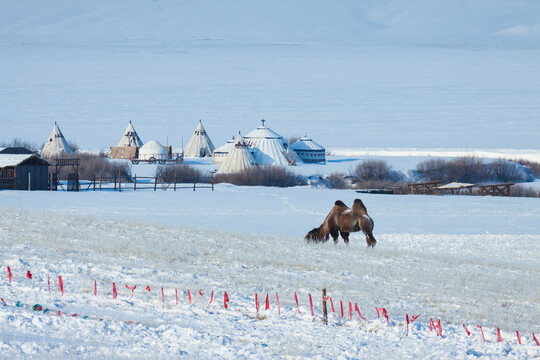 冬季雪原蒙古包撮罗子骆驼