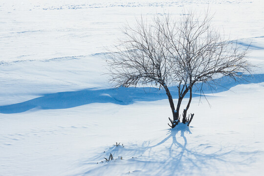 雪地小树