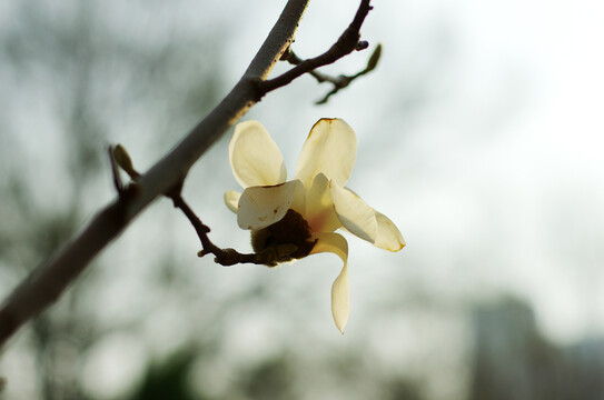 黄山木兰花