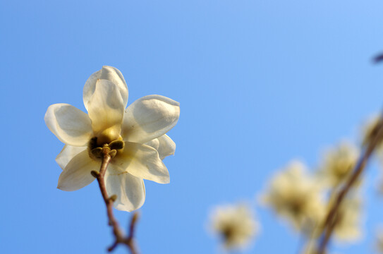 黄山木兰花