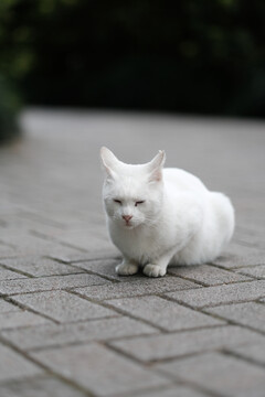 流浪猫