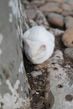 流浪猫