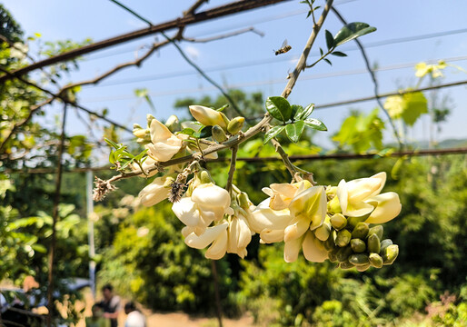 鸡血藤花