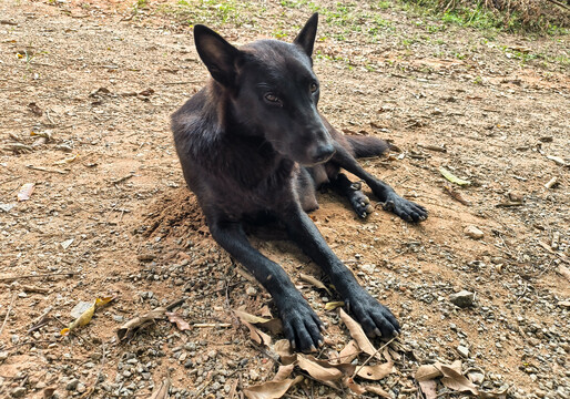 中华田园犬