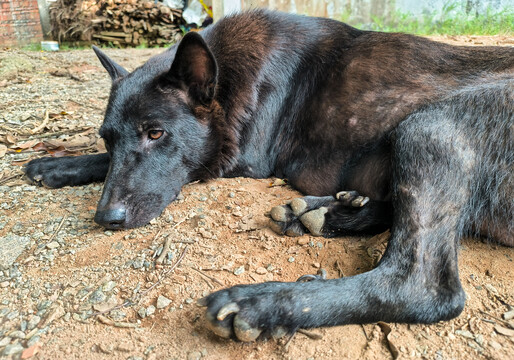 中华田园犬