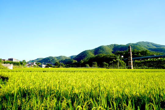 稻田