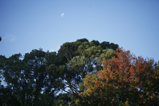 秋天的树木和夜空中的月亮