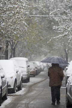 校园里一位老人撑伞在雪中行走