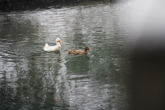 冬天河里游泳的两只鸭子