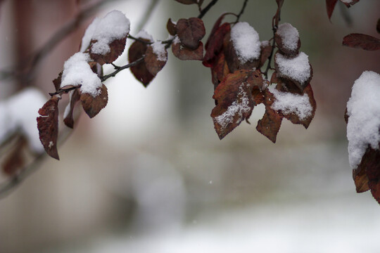 冬天红色叶子上白色的积雪