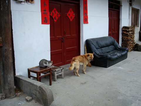 农村乡下家门口的猫和狗