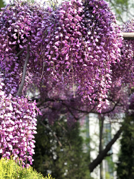 紫藤花花串