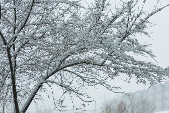 下雪树枝挂雪