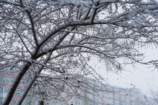 下雪雪压树枝树干