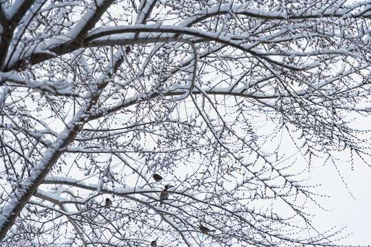 树枝麻雀挂雪