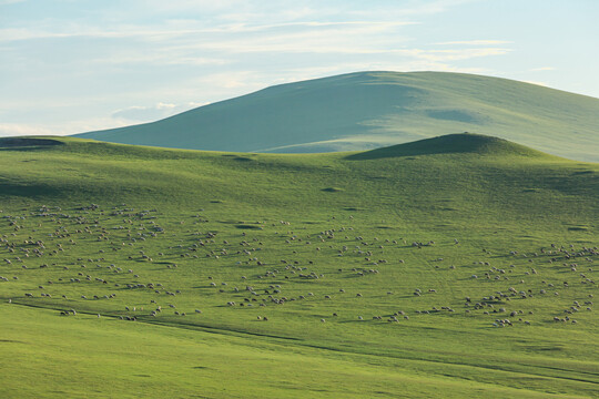 夏季草原山坡羊群