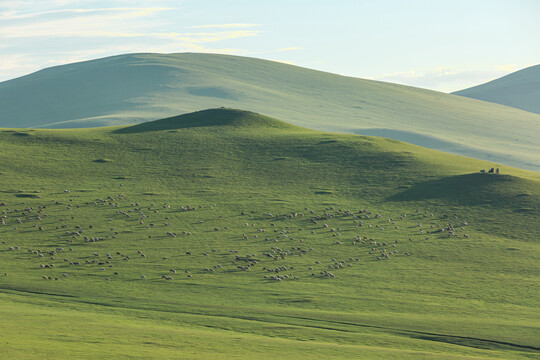 夏季丘陵草原山坡羊群