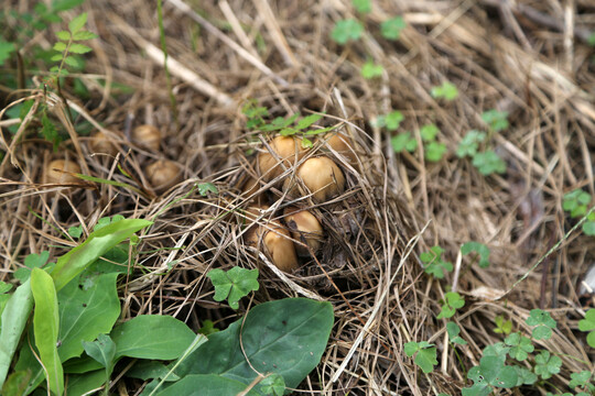 野地里的菌子