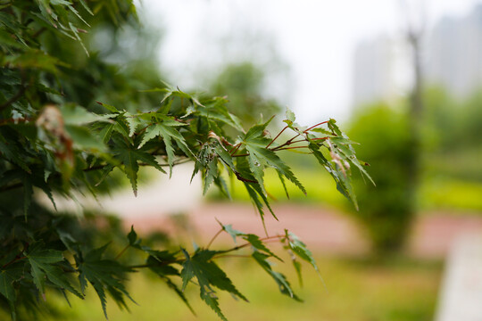 鸡爪槭