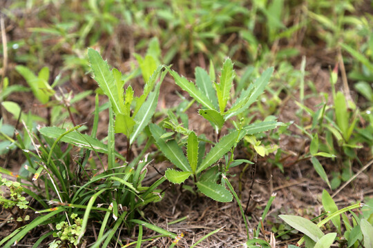 刺儿菜