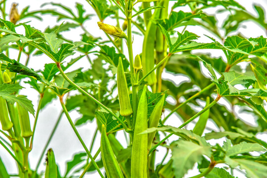 鲜嫩秋葵