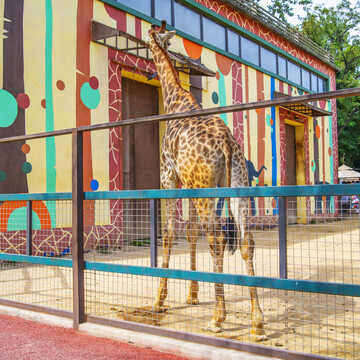 铁栏旁边的一只站着的长颈鹿