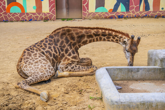 一只卧着低下头的长颈鹿