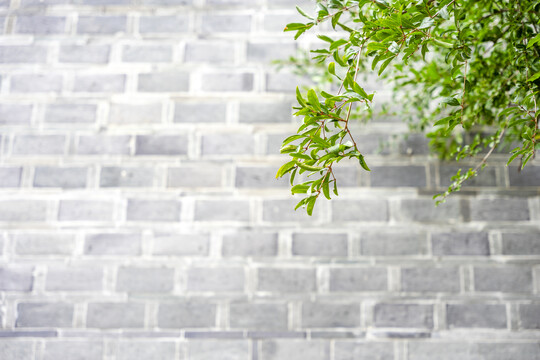 石榴树枝叶与青砖墙背景