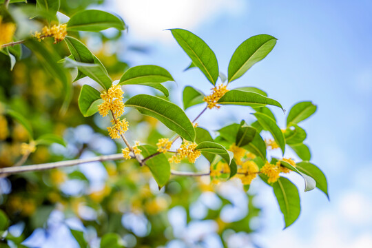 桂花