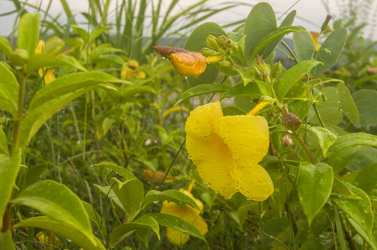 黄蝉花朵